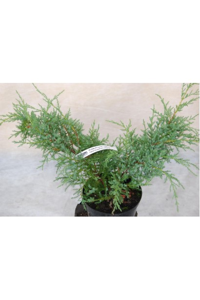 Можжевельник средний Пфитцериана Компакта