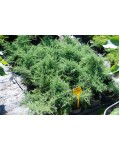 Ялівець середній Пфітцеріана Компакта | Можжевельник средний Пфитцериана Компакта | Juniperus media Pfitzeriana Compacta