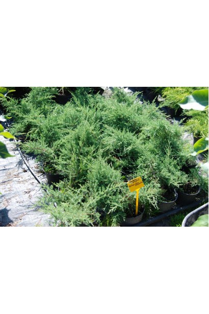 Можжевельник средний Пфитцериана Компакта садовый центр проксима