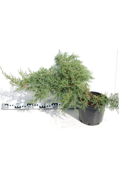 Можжевельник средний Пфитцериана Компакта - 5л/30см/Ø80см