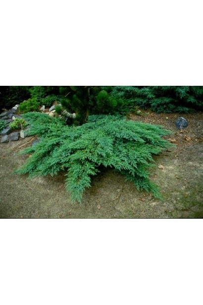 Ялівець козацький Рокері Джем