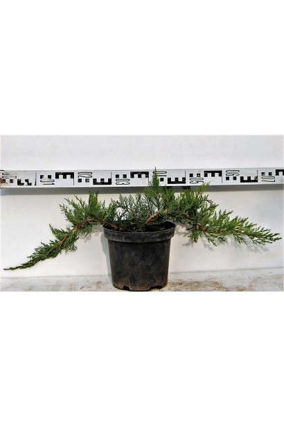 Ялівець Рокері Джем діаметр 60-70 см