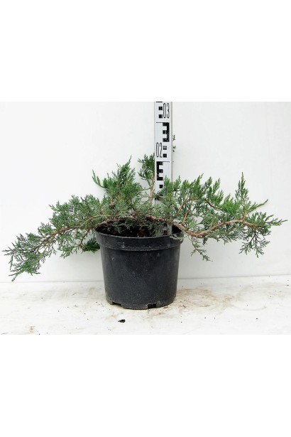 Ялівець козацький Рокері Джем С5 висота 15-20 см