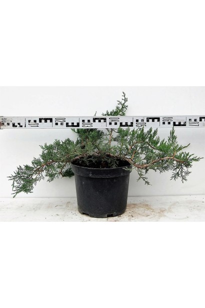 Ялівець козацький Рокері Джем С5 діаметр 60-70 см