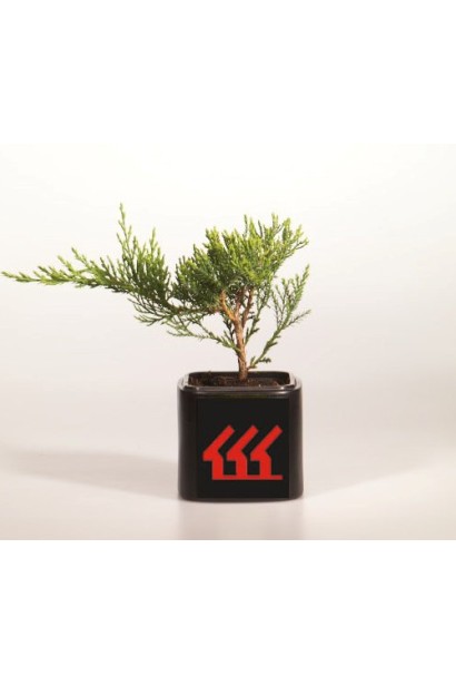 Ялівець козацький Рокері Джем саджанець Р9