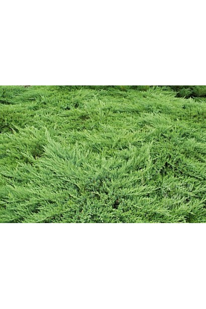 Ялівець козацький Рокері Джем - декоративний зелений килим