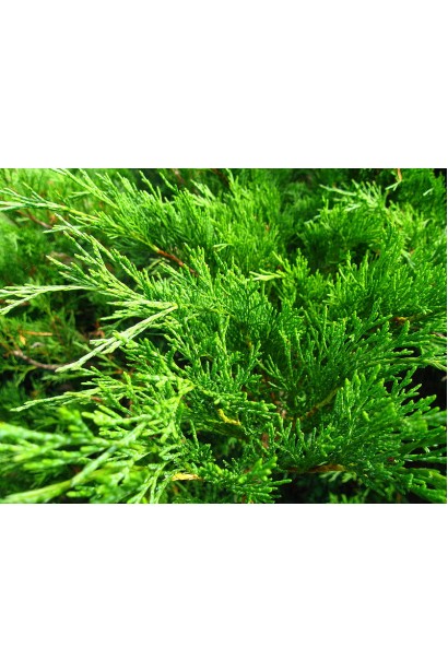 Ялівець козацький Рокері Джем густа колюча хвоя насиченого зеленого кольору