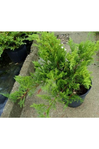 Ялівець козацький Рокері Джем в контейнері