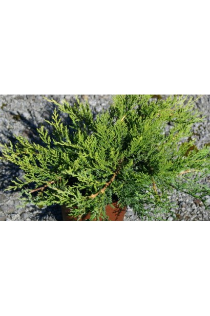  Juniperus sabina Rockery Gem