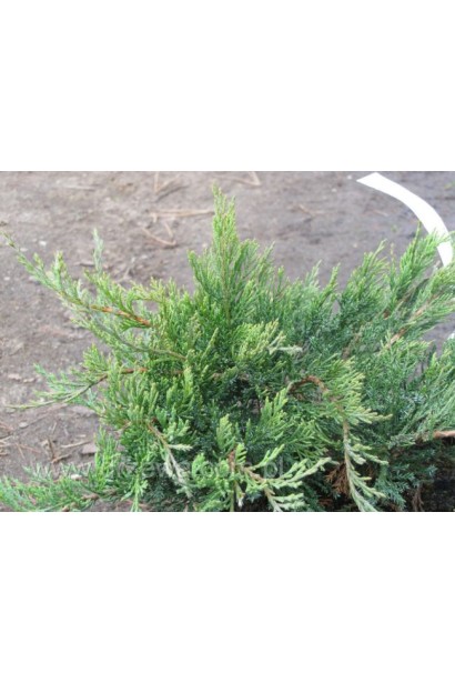 Ялівець козацький Rockery Gem