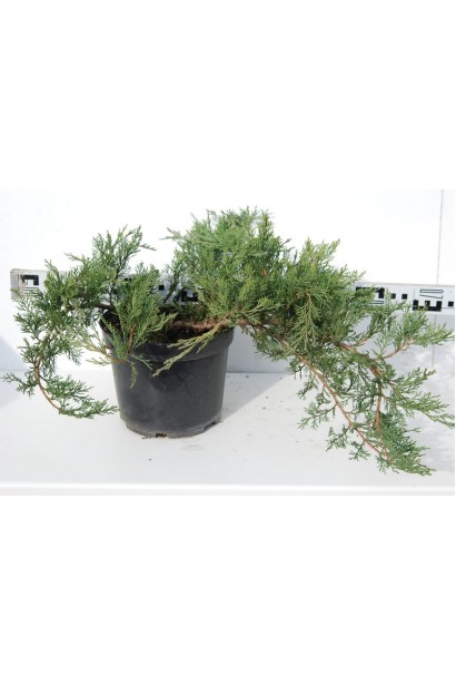 Ялівець Рокері Джем  в контейнері 5 л