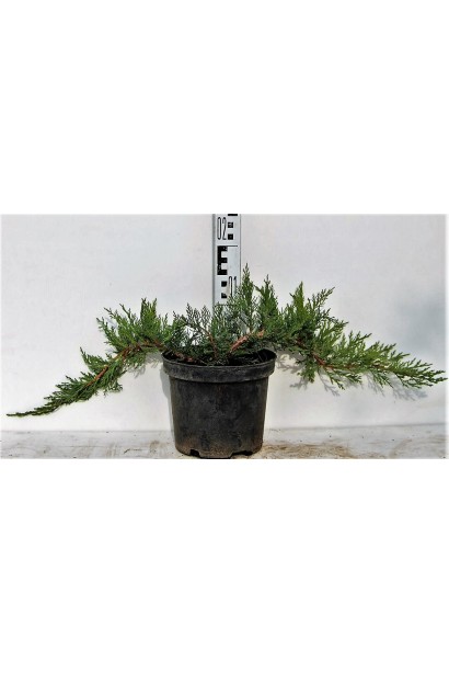 Ялівець Рокері Джем висота 10-15 см