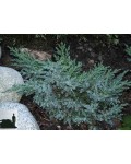 Можжевельник чешуйчатый Блю Свид / Ханнеторп | Ялівець лускатий Блю Свід / Ханнеторп | Juniperus squamata Blue Swede / Hunnetorp