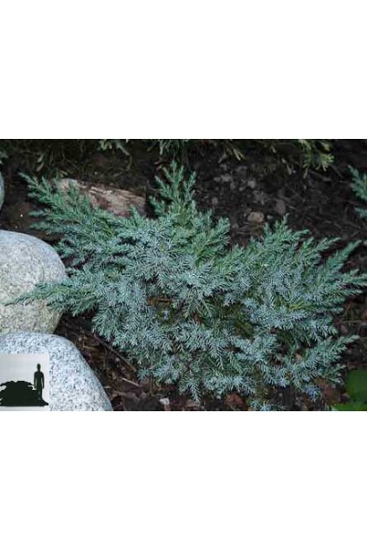 Ялівець лускатий Блю Свід / Ханнеторп хвоя загострена, сплощена, колюча, сизо-блакитного кольору