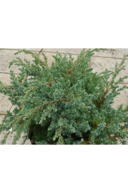 Ялівець лускатий Блю Свід / Ханнеторп