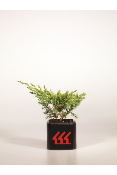 Ялівець лускатий Блю Свід / Ханнеторп с3