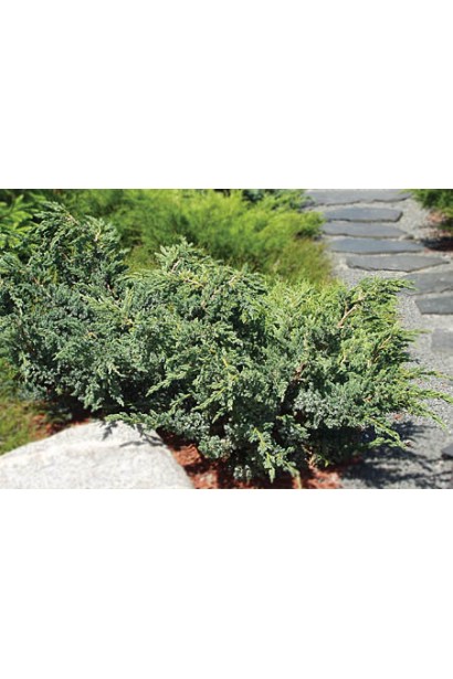 Juniperus squamata Blue Swede / Hunnetorp