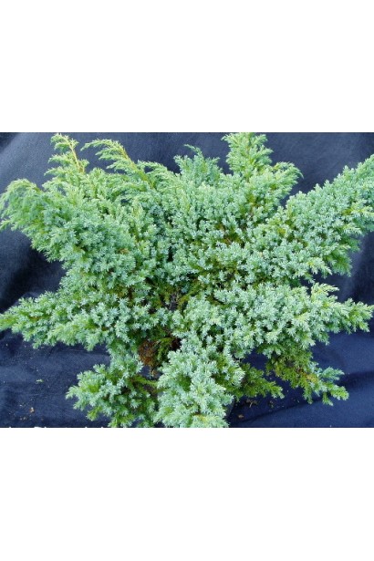 Ялівець лускатий Блю Свід / Ханнеторп