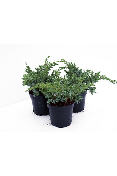 Juniperus squamata Blue Swede / Hunnetorp