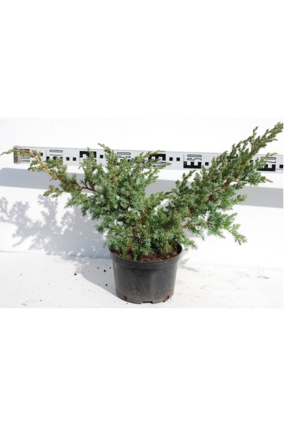 Ялівець лускатий Блю Свід / Ханнеторп