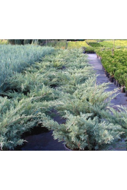 Ялівець віргінський Хетц саджанці в садовому центрі