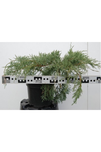 Ялівець віргінський Хетц в горщику 3 л