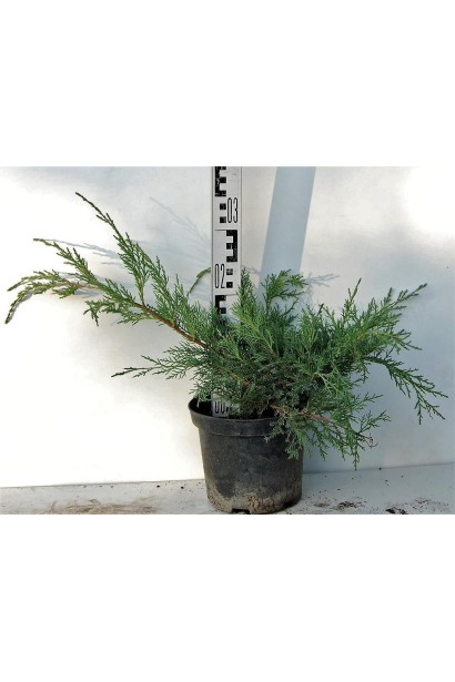 Ялівець Hetz горщик С3 висота 20-30 см