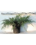 Ялівець віргінський Хетц | Можжевельник виргинский Хетц | Juniperus virginiana Hetz