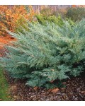 Ялівець віргінський Хетц | Можжевельник виргинский Хетц | Juniperus virginiana Hetz