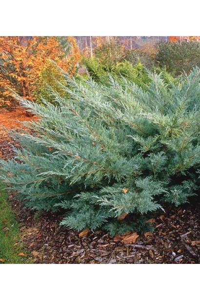 Ялівець віргінський Хетц розкидистий кущ зі сріблясто-блакитною хвоєю
