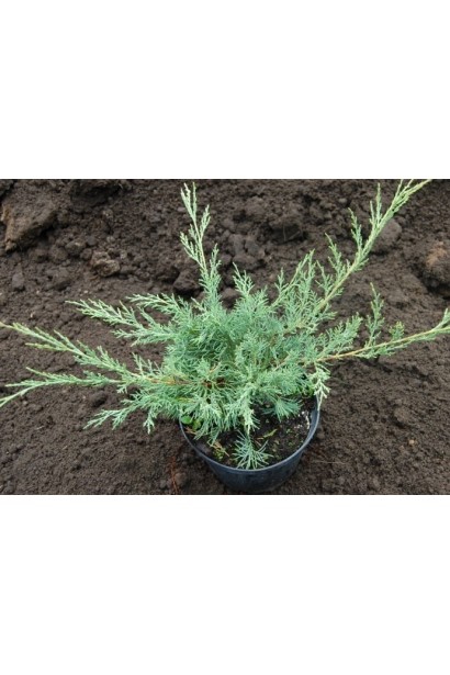 Ялівець віргінський Хетц саджанець