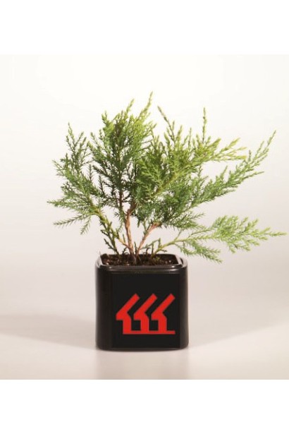 Ялівець віргінський Хетц контейнер Р9