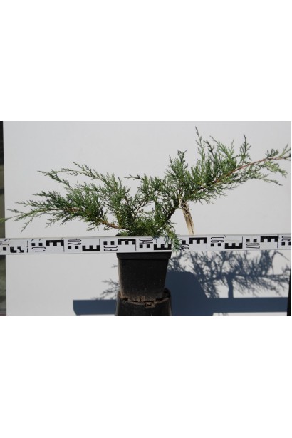 Juniperus virginiana Hetz