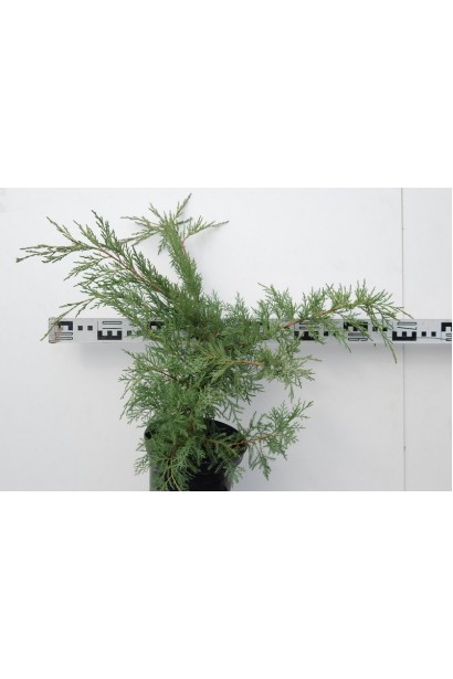 Яловець віргінський Хетц діаметр 50-70 см