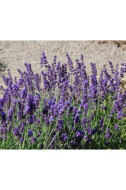 Лаванда фіолетова Хідкот