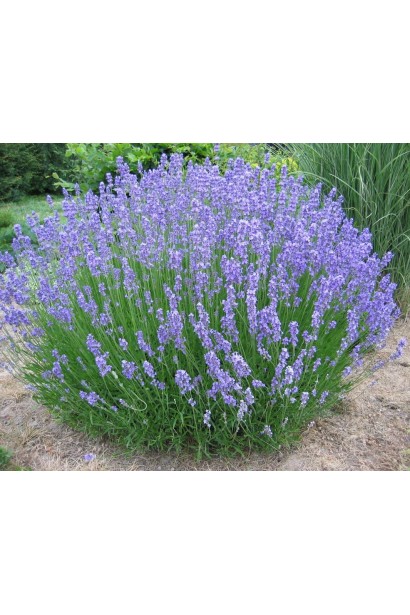 Лаванда колосиста Hidcote