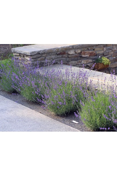 Лаванда вузьколиста Хідкот рядова посадка на клумбі