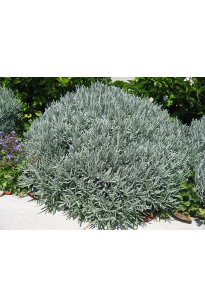 Лаванда вузьколиста Хідкот