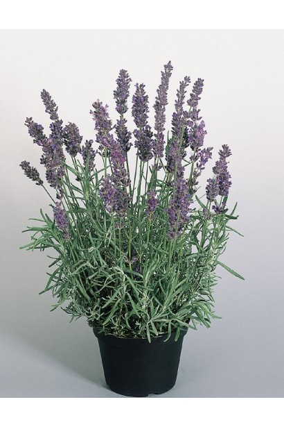 Лаванда вузьколиста Хідкот саджанець в горщику 3 л