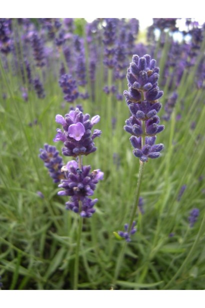Lavandula angustifolia Hidcote
