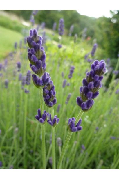 Лаванда Хідкот фіолетові колосовидні суцвіття