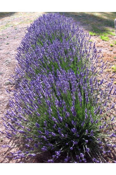 Лаванда звичайна Хідкот