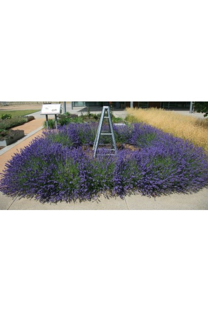 Клумба з фіолетової лаванди