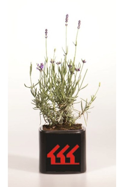 Лаванда Хідкот контейнер 0,5 л