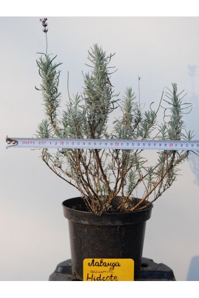 Лаванда вузьколиста Хідкот діаметр 25-30 см