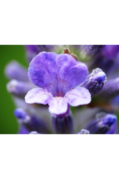 Лаванда вузьколиста Хідкот синьо-фіолетова квітка