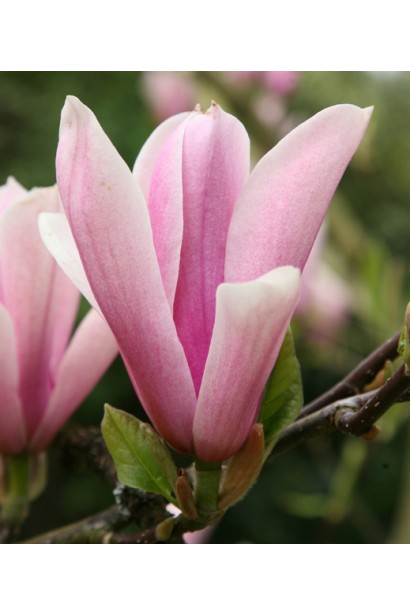 Магнолия Heaven Scent розовые цветы