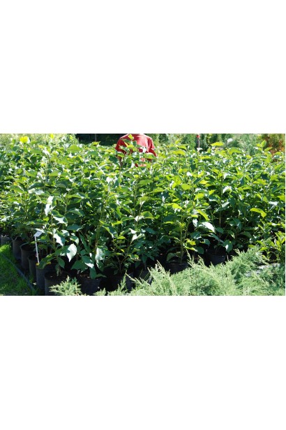 Magnolia hibrida Heaven Scent