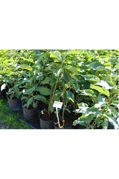 Саженцы Магнолии Хевен Сцент в садовом центре