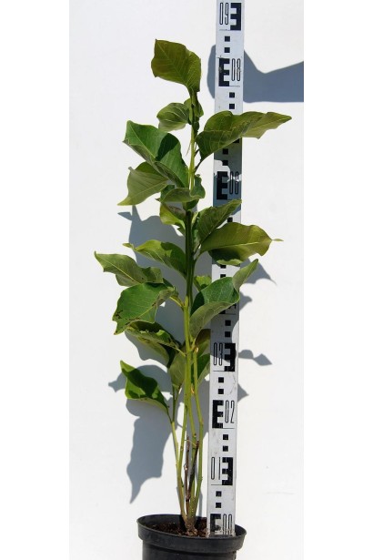 Магнолия гибридная Хевен Сцент 60-90 см в контейнере 5 л.